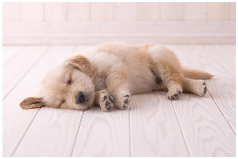 electrolux silent performer esp7green