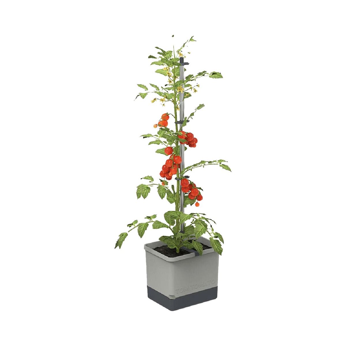 Gusta 100610 TOM TOMATO Anzuchtset Hellgrau
